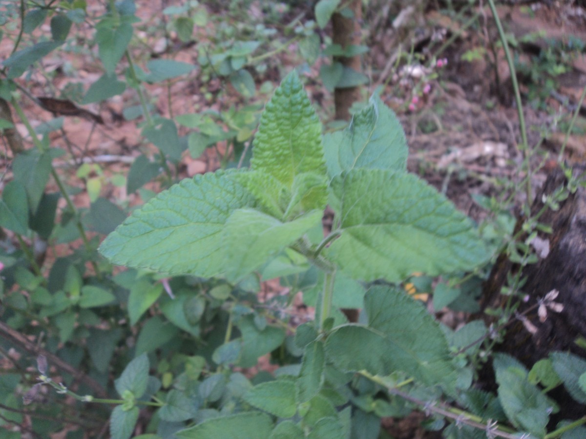 Salvia coccinea Buc'hoz ex Etl.